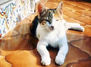 Me parece haber visto un lindo gatito... (Pete & The Pirates - United)