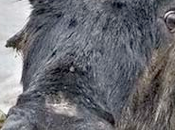 Programa 426, temporada herido.