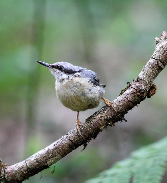 EL MISTERIO DEL BOSQUE 1ª ENTREGA- 1ªTHE MYSTERY OF THE FOREST