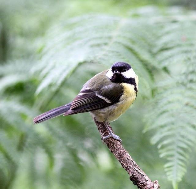 EL MISTERIO DEL BOSQUE 1ª ENTREGA- 1ªTHE MYSTERY OF THE FOREST