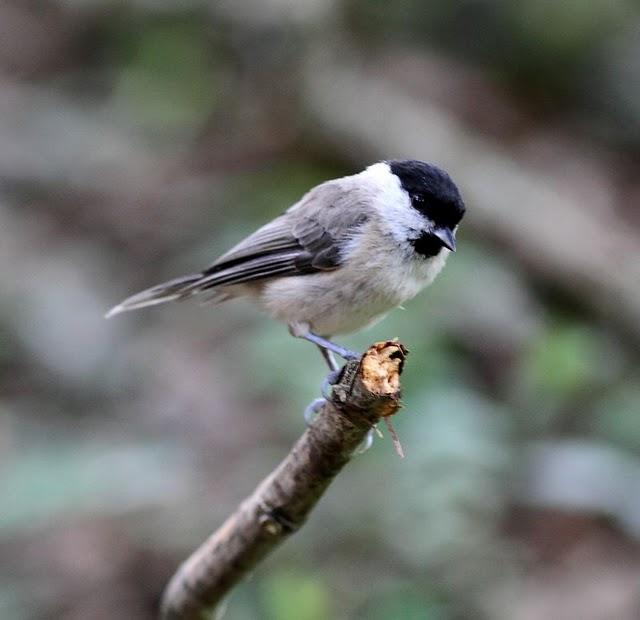 EL MISTERIO DEL BOSQUE 1ª ENTREGA- 1ªTHE MYSTERY OF THE FOREST