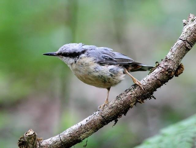 EL MISTERIO DEL BOSQUE 1ª ENTREGA- 1ªTHE MYSTERY OF THE FOREST