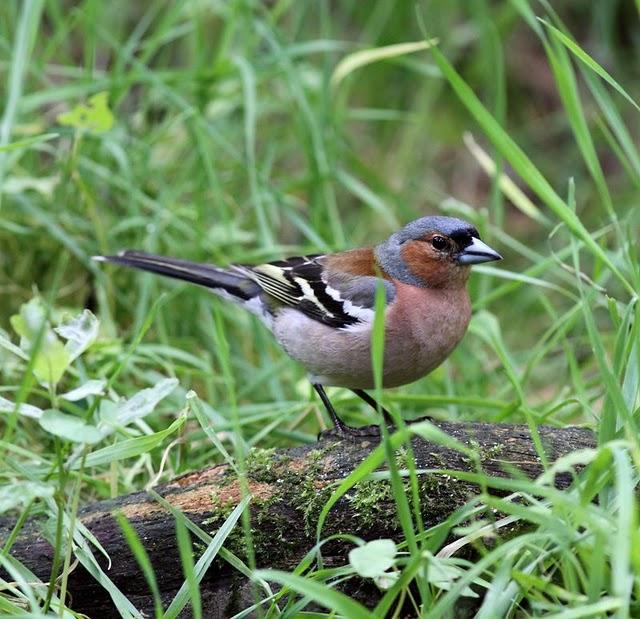 EL MISTERIO DEL BOSQUE 1ª ENTREGA- 1ªTHE MYSTERY OF THE FOREST