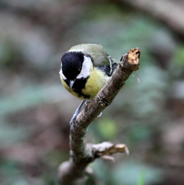 EL MISTERIO DEL BOSQUE 1ª ENTREGA- 1ªTHE MYSTERY OF THE FOREST