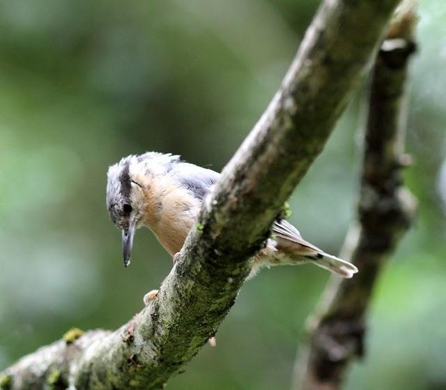 EL MISTERIO DEL BOSQUE 1ª ENTREGA- 1ªTHE MYSTERY OF THE FOREST