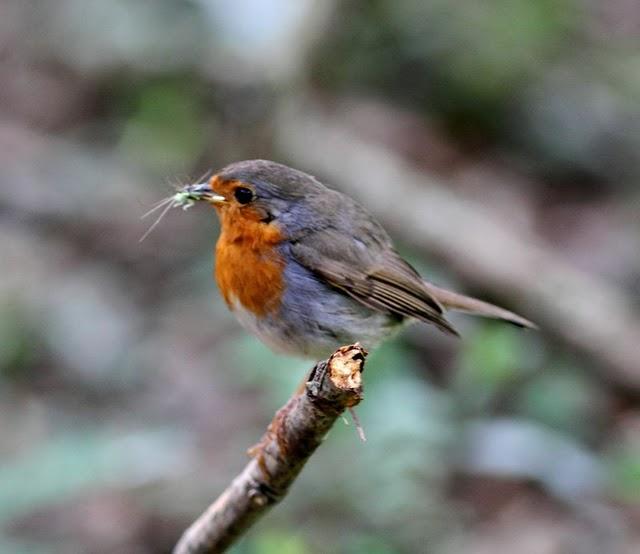 EL MISTERIO DEL BOSQUE 1ª ENTREGA- 1ªTHE MYSTERY OF THE FOREST