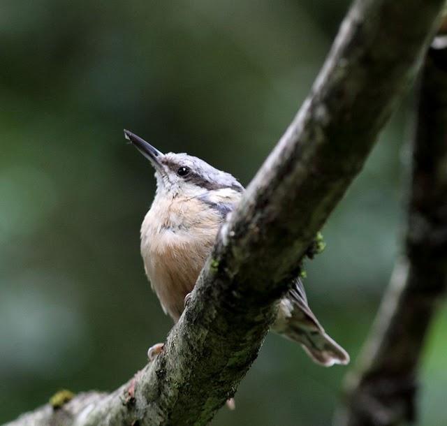 EL MISTERIO DEL BOSQUE 1ª ENTREGA- 1ªTHE MYSTERY OF THE FOREST