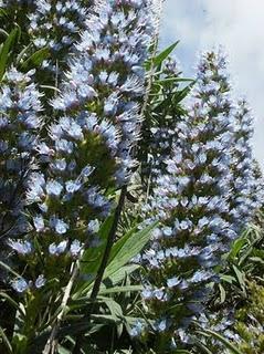 El Tajinaste Azul, Gran Canaria