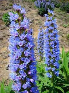 El Tajinaste Azul, Gran Canaria