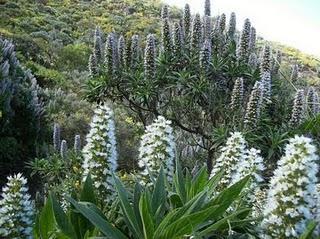 El Tajinaste Azul, Gran Canaria