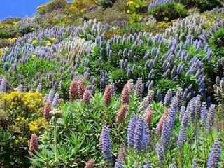 El Tajinaste Azul, Gran Canaria