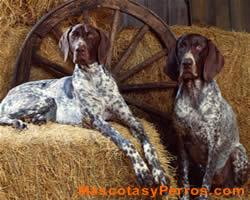 Bluetick Coonhound fotos