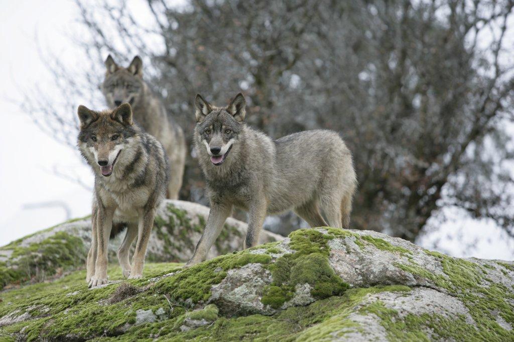 El lobo en la sierra de Huelva
