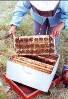 ALMACENAMIENTO DE ABEJAS REINAS - BANCO DE REINAS