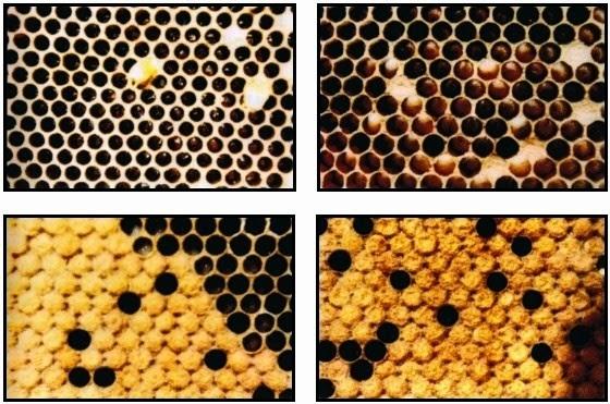 Diagnóstico sanitario