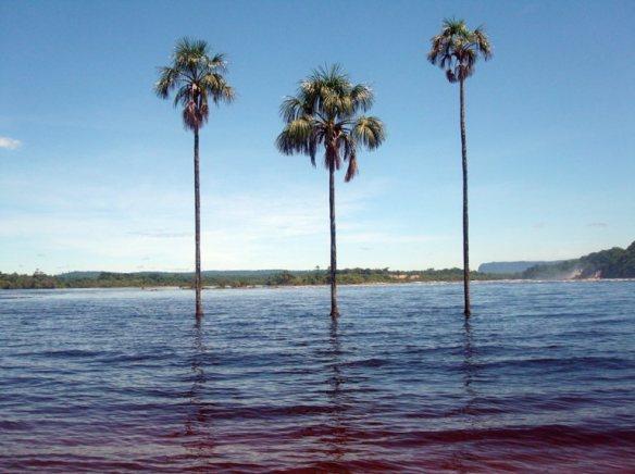 Canaima ¡para descubrirla!