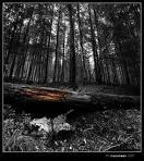 Anterior al dolor estaba ahíla herida.Luego vino caercaer...