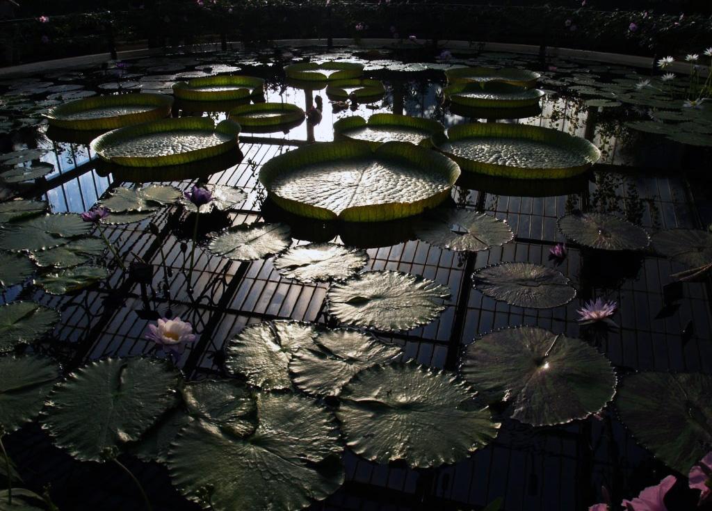 La Arquitectura como Técnica: Palm House en Kew Gardens