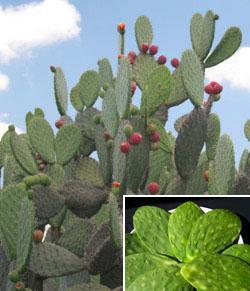 Nopal,estimula cuero cabelludo,remedio para gastritis,ulceras,diarrea,caspa