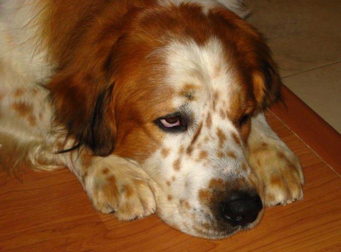 Mozart, lo devuelven por bueno