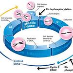 fases del ciclo celular