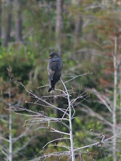 Snail Kite Snail Kite