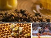 Propóleo própolis. Propiedades beneficios este antibiótico natural