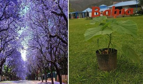 Los peligros del “milagroso” árbol que promueve Nadina Reynoso y que está prohibido en muchos países Los peligros del “milagroso” árbol que promueve Nadina Reynoso y que está prohibido en muchos países
