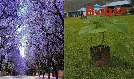 Los peligros del “milagroso” árbol que promueve Nadina Reynoso y que está prohibido en muchos países Los peligros del “milagroso” árbol que promueve Nadina Reynoso y que está prohibido en muchos países