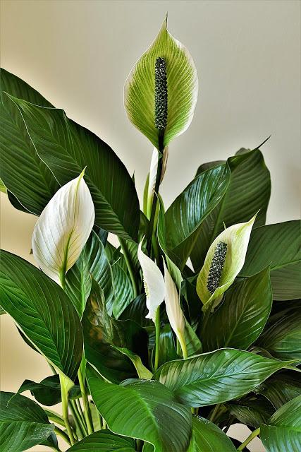 Espatifilo o cuna de Moisés, una gran planta de interior para purificar los ambientes Espatifilo o cuna de Moisés, una gran planta de interior para purificar los ambientes