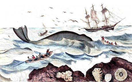 La caza de la ballena en Quejo