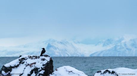 Norte de Noruega en Invierno. Un Mundo en Silencio