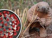 pangolin coronavirus