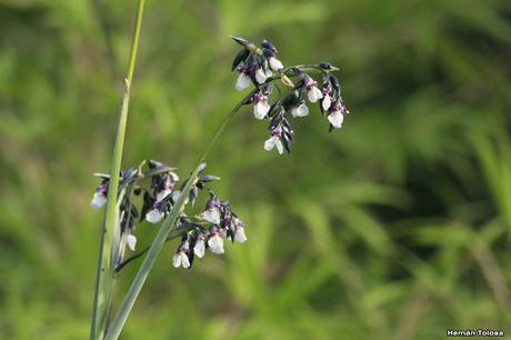 Pehuajó (Thalia geniculata)