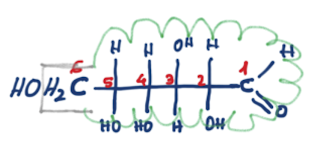 COMO LLEGAR A LA FORMA CÍCLICA DE LAS ALDOSAS Y CETOSAS