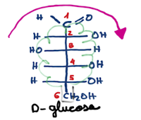COMO LLEGAR A LA FORMA CÍCLICA DE LAS ALDOSAS Y CETOSAS