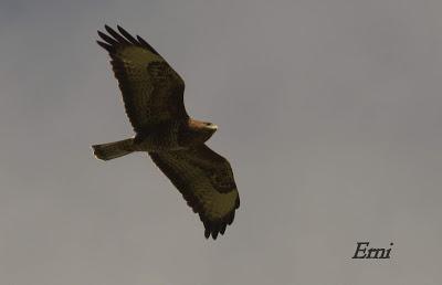 HALCONES DE FEBRERO