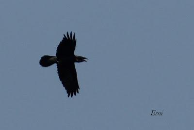 HALCONES DE FEBRERO