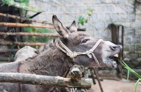 El Futuro Gobierno De #Bolivia Y La Clase Media “Pita”