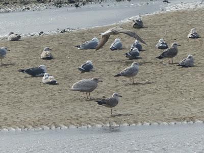 Gavión hiperbóreo en Asturias
