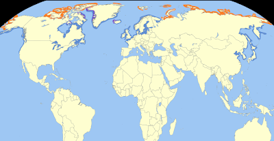 Gavión hiperbóreo en Asturias