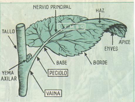 Plantación y cuidados de Raphis Excelsa - Decogarden