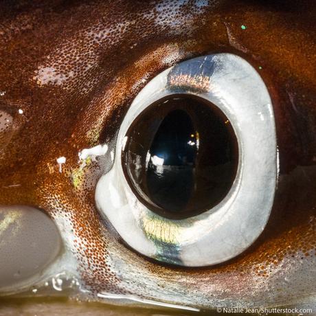 Los ojos más grandes del reino animal.