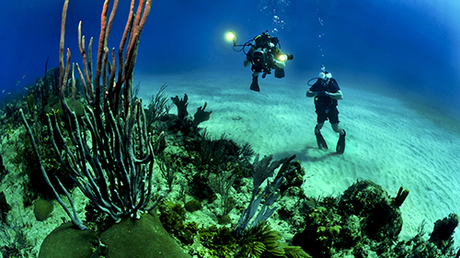 Andalucía será pionera en la creación de talleres destinados a la regeneración de arrecifes de coral