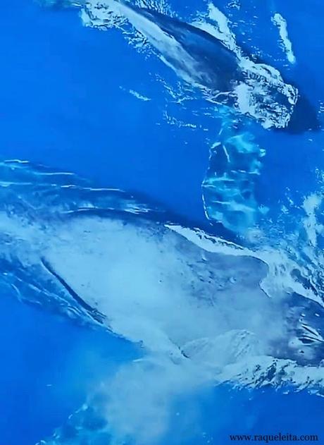 Una Experiencia Sensorial y Envolvente en el Iceberg de Biotherm Una Experiencia Sensorial y Envolvente en el Iceberg de Biotherm