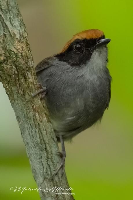 Toco toco de Mejillas Negras ( Black-cheeked Gnateater ) Conopophaga melanops