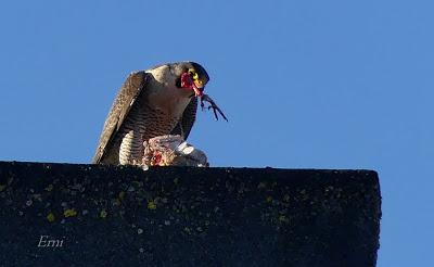 HALCÓN PEREGRINO MERENDANDO