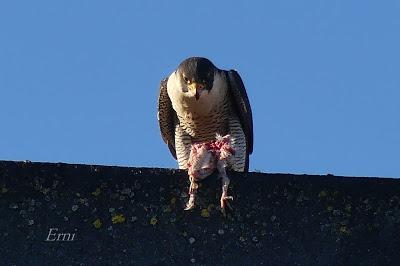 HALCÓN PEREGRINO MERENDANDO