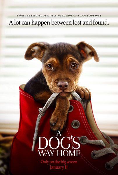 Mi Biblio Favs: Febrero Movie Trailers - A Dog's Way Home - Trailer: A Dog’s Way Home chronicles the heartwarming adventure of Bella, a dog who embarks… - View More
