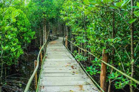Qué es un manglar. Características, flora y fauna que es un manglar